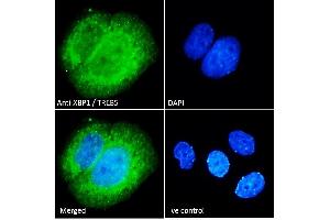 ABIN263217 Immunofluorescence analysis of paraformaldehyde fixed MCF7 cells, permeabilized with 0. (XBP1 anticorps  (Internal Region))