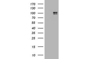Image no. 3 for anti-Mast/stem Cell Growth Factor Receptor (KIT) (AA 546-976) antibody (ABIN1491586) (KIT anticorps  (AA 546-976))