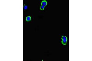 Immunofluorescent analysis of MCF-7 cells using ABIN7145145 at dilution of 1:100 and Alexa Fluor 488-congugated AffiniPure Goat Anti-Rabbit IgG(H+L) (CD79b anticorps  (AA 29-159))