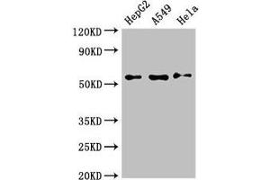 Western Blot Positive WB detected in: HepG2 whole cell lysate, A549 whole cell lysate, Hela whole cell lysate All lanes: NECTIN2 antibody at 3 μg/mL Secondary Goat polyclonal to rabbit IgG at 1/50000 dilution Predicted band size: 58, 52 kDa Observed band size: 58 kDa (PVRL2 anticorps  (AA 32-360))