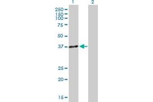 Western Blot analysis of HOXA5 expression in transfected 293T cell line by HOXA5 MaxPab polyclonal antibody. (HOXA5 anticorps  (AA 1-270))