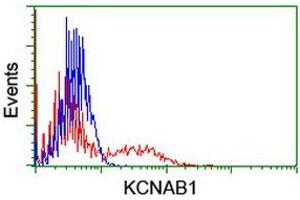 Flow Cytometry (FACS) image for anti-Potassium Voltage-Gated Channel, Shaker-Related Subfamily, beta Member 1 (KCNAB1) antibody (ABIN1498998) (KCNAB1 anticorps)