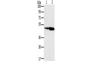 Gel: 8 % SDS-PAGE, Lysate: 40 μg, Lane 1-2: Hepg2 cells, hela cells, Primary antibody: ABIN7131133(SNX8 Antibody) at dilution 1/400, Secondary antibody: Goat anti rabbit IgG at 1/8000 dilution, Exposure time: 1 minute (SNX8 anticorps)