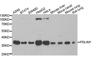 Western blot analysis of extracts of various cell lines, using PDLIM1 antibody. (PDLIM1 anticorps)