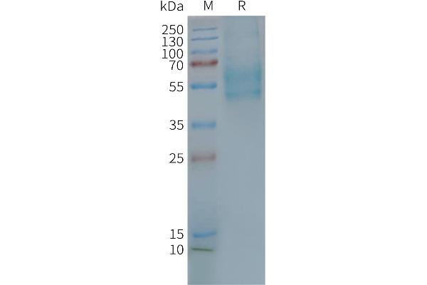 F2RL3 Protéine