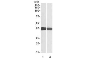 Western blot testing of human 1) HEK293 and 2) HeLa cell lysate with GAPDH loading control antibody at 0. (GAPDH anticorps)