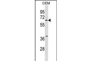SPS2L Antibody (N-term) (ABIN1539463 and ABIN2849719) western blot analysis in CEM cell line lysates (35 μg/lane). (SPATS2L anticorps  (N-Term))