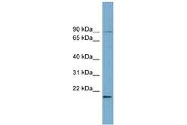 UFL1 anticorps  (AA 503-552)