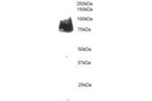Image no. 1 for anti-Cortactin (CTTN) (AA 2-13) antibody (ABIN291053) (Cortactin anticorps  (AA 2-13))