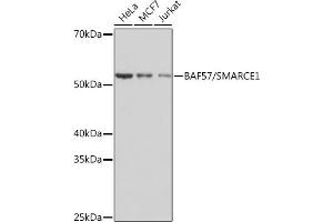 Western blot analysis of extracts of various cell lines, using B/SM Rabbit mAb (ABIN1679391, ABIN3018128, ABIN3018129 and ABIN7101578) at 1:1000 dilution. (SMARCE1 anticorps)