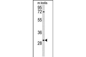 Western blot analysis of RPA2 Antibody in mouse testis tissue lysates (35ug/lane) (RPA2 anticorps  (N-Term))