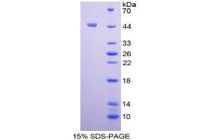 SDS-PAGE (SDS) image for Insulin-Like 5 (INSL5) (AA 23-135) protein (His tag,GST tag) (ABIN1981151) (INSL5 Protein (AA 23-135) (His tag,GST tag))