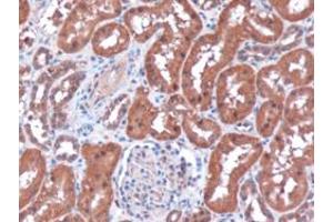 Immunohistochemistry (IHC) image for anti-Renalase, FAD-Dependent Amine Oxidase (RNLS) (Internal Region) antibody (ABIN2466189) (RNLS anticorps  (Internal Region))