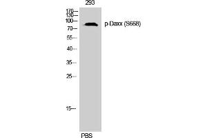 Western Blotting (WB) image for anti-Death-Domain Associated Protein (DAXX) (pSer668) antibody (ABIN5959374) (DAXX anticorps  (pSer668))