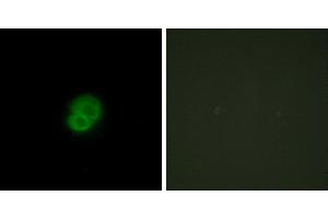 Peptide - +Western blot analysis of extracts from 293 cells, using ARMX2 antibody. (ARMCX2 anticorps)