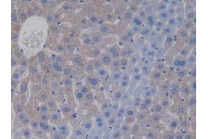 IHC-P analysis of Mouse Liver Tissue, with DAB staining. (APOC4 anticorps  (AA 28-124))