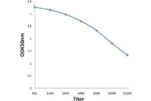 Antigen: 0. (NLGN1/NLGN2 (AA 251-350) anticorps)