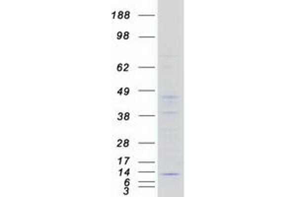 NDUFA4 Protein (Myc-DYKDDDDK Tag)