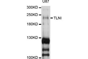 Western blot analysis of extracts of U-87MG cells, using TLN1 antibody (ABIN5972298) at 1/1000 dilution. (TLN1 anticorps)