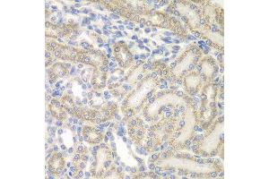 Immunohistochemistry of paraffin-embedded rat kidney using AUH antibody at dilution of 1:100 (x400 lens). (AUH anticorps)