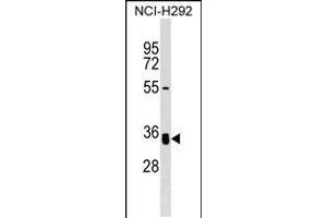 Western blot analysis in NCI-H292 cell line lysates (35ug/lane). (GNPTG anticorps  (C-Term))