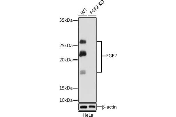 FGF2 anticorps