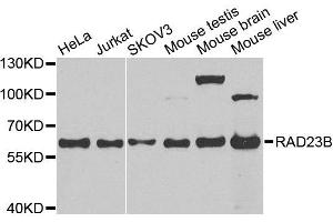 Western blot analysis of extracts of various cell lines, using RAD23B antibody. (RAD23B anticorps  (AA 50-150))