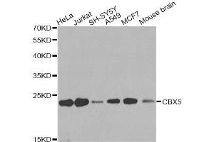 Western blot analysis of extracts of various cell lines, using CBX5 antibody. (CBX5 anticorps)