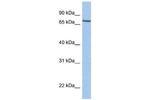 SLC20A1 antibody used at 1 ug/ml to detect target protein. (SLC20A1 anticorps)