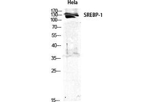 Western Blot analysis of various cells using SREBP-1 Polyclonal Antibody diluted at 1:1000. (SREBF1 anticorps)