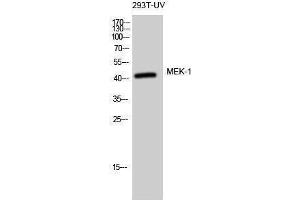 Western Blotting (WB) image for anti-Mitogen-Activated Protein Kinase Kinase 1 (MAP2K1) (Thr369) antibody (ABIN3185521) (MEK1 anticorps  (Thr369))