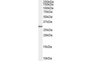 Western Blotting (WB) image for anti-Syndecan Binding Protein (Syntenin) (SDCBP) (N-Term) antibody (ABIN2466343) (SDCBP anticorps  (N-Term))