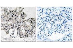 Immunohistochemistry (IHC) image for anti-Peroxisomal Biogenesis Factor 2 (PEX2) (N-Term) antibody (ABIN1851797) (PEX2 anticorps  (N-Term))