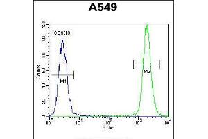 Flow cytometric analysis of A549 cells (right histogram) compared to a negative control cell (left histogram). (TRIM9 anticorps  (C-Term))