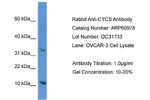 Western Blotting (WB) image for anti-Cytochrome C, Somatic (CYCS) (N-Term) antibody (ABIN786309) (Cytochrome C anticorps  (N-Term))