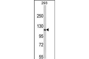 Western blot analysis of RB1 Antibody in 293 cell line lysates (35ug/lane)(2ug/ml) (Retinoblastoma 1 anticorps  (C-Term))