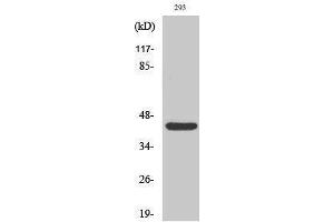 Western Blotting (WB) image for anti-RAD52 Homolog (S. Cerevisiae) (RAD52) (Thr56) antibody (ABIN3186662) (RAD52 anticorps  (Thr56))