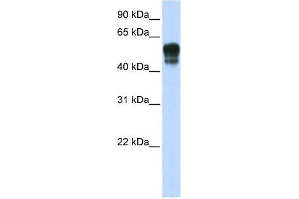 SPNS1/Spinster 1 anticorps