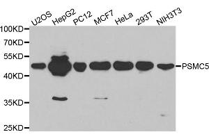 Western blot analysis of extracts of various cell lines, using PSMC5 antibody (ABIN5970727) at 1/1000 dilution. (PSMC5 anticorps)