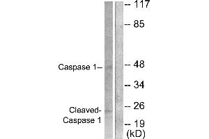 Western blot analysis of extracts from NIH/3T3 cells, treated with PMA (25uM, 60mins), using Caspase 1 (Cleaved-Asp210) antibody. (Caspase 1 anticorps  (Cleaved-Asp210))
