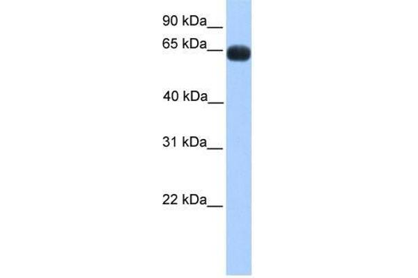 ZNF100 anticorps  (N-Term)