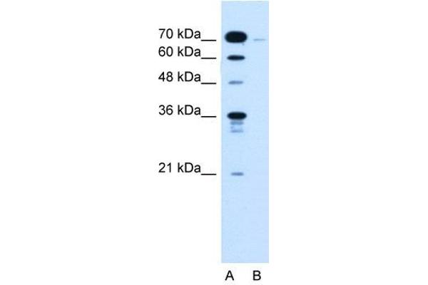 KLHL31 anticorps