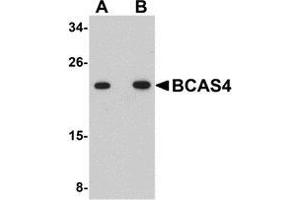 Western blot analysis of BCAS4 in 3T3 cell lysate with AP30127PU-N BCAS4 antibody at (A) 1 and (B) 2 μg/ml. (BCAS4 anticorps  (N-Term))