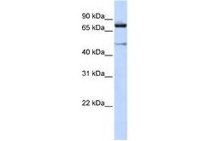 Image no. 1 for anti-Cullin 2 (CUL2) (C-Term) antibody (ABIN6744352) (Cullin 2 anticorps  (C-Term))