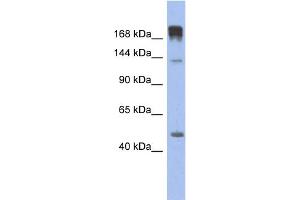 WB Suggested Anti-SLIT3 Antibody Titration: 0. (SLIT3 anticorps  (N-Term))