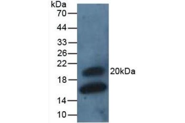 GREM1 anticorps  (AA 26-184)