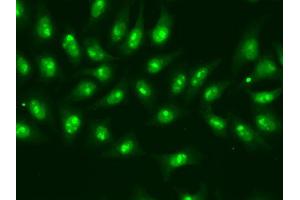 Immunofluorescence analysis of A549 cells using POLR2D antibody (ABIN5970954). (POLR2D anticorps)