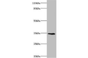 Western blot All lanes: Lymphatic vessel endothelial hyaluronic acid receptor 1 antibody at 8 μg/mL + Mouse liver tissue Secondary Goat polyclonal to rabbit IgG at 1/10000 dilution Predicted band size: 35 kDa Observed band size: 35 kDa (LYVE1 anticorps  (AA 20-238))
