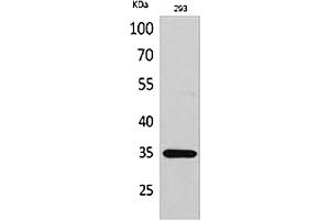 Western Blot analysis of 293 cells using RANKL Polyclonal Antibody. (RANKL anticorps  (C-Term))