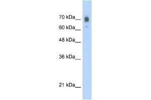 KIF22 antibody used at 2. (KIF22 anticorps  (C-Term))